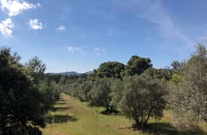 imagem n.3 de De Arles: Parque Regional dos Alpilles Provence Safari 4x4 atividade em Saint-Rémy-de-Provence, carregada pelo fornecedor