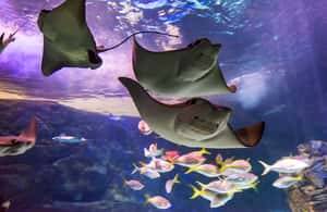 imagem n.3 de Ripley's Aquarium: Entrada no Sharks After Dark (depois das 17h) atividade em Toronto, carregada pelo fornecedor