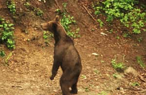image n.4 of From Brasov: Small-Group Brown Bear Watching Tour activity in Brasov, uploaded by supplier
