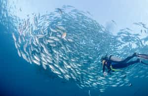bilde nr.4 av Bali: Tulamben Bay og USAT Liberty Wreck Dive aktivitet i Karangasem Regency, lastet opp av leverandør
