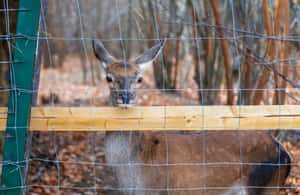 image n.4 of Legends&Wildlife Awaits: Dracula's Castle & Bear Sanctuary activity in Brasov, uploaded by supplier