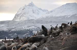 imagem n.4 de Ushuaia: Cruzeiro de Catamarã pelo Canal de Beagle e Ilha dos Lobos Marinhos atividade em Terra do Fogo, carregada pelo fornecedor