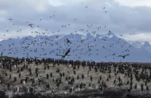imagem n.3 de Ushuaia: Cruzeiro de Catamarã pelo Canal de Beagle e Ilha dos Lobos Marinhos atividade em Terra do Fogo, carregada pelo fornecedor