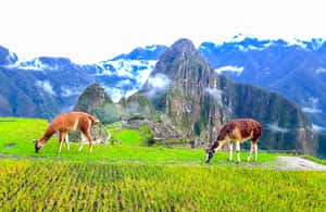imagen n.º 4 de Desde Cusco: Camino Inca de 4 días a Machu Picchu Grupos reducidos actividad en Departamento del Cuzco, subida por el proveedor