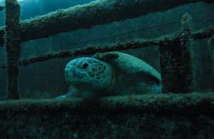 image n.4 of Cabo Pulmo Marine Park: Scuba Diving Excursion activity in Baja California Sur, uploaded by supplier