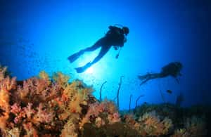 image n.3 of Cabo Pulmo Marine Park: Scuba Diving Excursion activity in Baja California Sur, uploaded by supplier