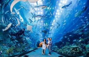 bild nr.3 av Dubai: iVenture Card Dubai Select Attractions Pass aktivitet i Dubai, uppladdad av arrangören