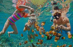 Immagine nº 4 di Muscat: Tour di osservazione dei delfini e snorkeling attività a Mascate, caricata dal fornitore