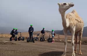 image n.3 of Tiscamanita: Segway Tour, Aloe Vera Farm & Mills Museum activity in Morro Jable, uploaded by supplier