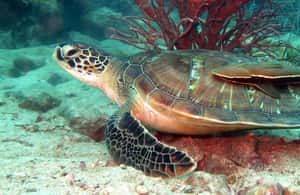 image n.3 of Koh Chang: Discover Scuba Diving for Beginners with 2 Dives activity in Trat Province, uploaded by supplier