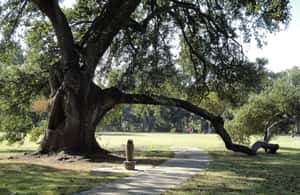 Immagine nº 4 di New Orleans: tour della città e del cimitero in autobus di 2 ore e 15 minuti attività a New Orleans, caricata dal fornitore