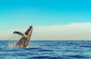 image n.3 of Kailua-Kona: Whale Watching Cruise on the Big Island activity in Kailua-Kona, uploaded by supplier