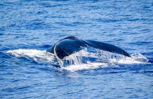 image n.4 of Kailua-Kona: Whale Watching Cruise on the Big Island activity in Kailua-Kona, uploaded by supplier