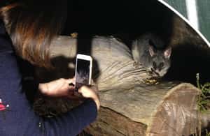 image n.3 of Busselton: Nocturnal Animal Tour activity in Busselton, uploaded by supplier