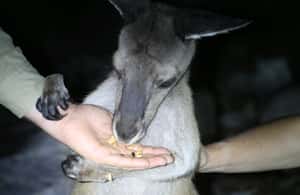 image n.4 of Busselton: Nocturnal Animal Tour activity in Busselton, uploaded by supplier