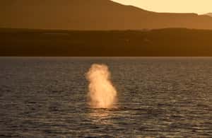 Image N°3 de Akureyri : observation des baleines sous le soleil de minuit activité à Norðurland eystra, publiée par le prestataire