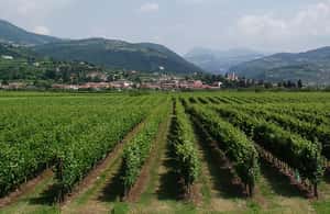 afbeelding n.3 van Veneto: Amarone kook- en proefervaring in een villa activiteit in Lombardije, geüpload door aanbieder