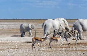 image n.3 of Etosha National Park: Full or Half-Day Game Drive activity in Oshikoto Region, uploaded by supplier