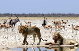 image n.4 of Etosha National Park: Full or Half-Day Game Drive activity in Oshikoto Region, uploaded by supplier
