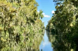 Immagine nº 4 di Da Lafitte: tour della palude a sud di New Orleans in motoscafo attività a New Orleans, caricata dal fornitore
