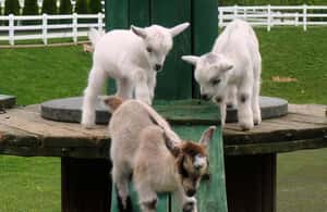 image n.3 of مقاطعة لانكستر: مزارع الأميش، جولة في المتحف، زيارة المزرعة activity in لانكستر، بنسلفانيا, uploaded by supplier