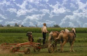 image n.4 of مقاطعة لانكستر: مزارع الأميش، جولة في المتحف، زيارة المزرعة activity in لانكستر، بنسلفانيا, uploaded by supplier