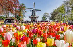 Lisse içindeki Anvers: Tam Gün Hollanda Rehberli Keukenhof & Yel Değirmenleri Turu etkinliğinin tedarikçi tarafından yüklenen 3 no'lu görseli