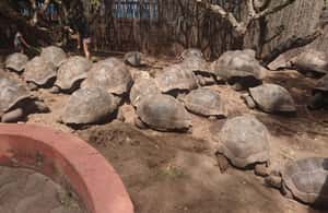 image n.4 of From Zanzibar: Half-Day Prison Island Tour activity in Unguja South Region, uploaded by supplier