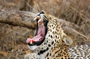 image n.3 of Galle/Unawatuna/Weligama/Mirissa: Yala National Park Safari activity in Hambantota, uploaded by supplier