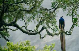 image n.4 of Galle/Unawatuna/Weligama/Mirissa: Yala National Park Safari activity in Hambantota, uploaded by supplier