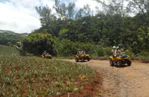 image n.3 of Mo'orea: Guided ATV Nature Tour activity in Leeward Islands, uploaded by supplier