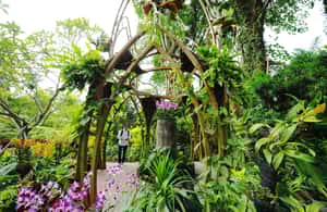 Immagine nº 4 di Singapore: biglietti d'ingresso al giardino nazionale delle orchidee attività a Singapore, caricata dal fornitore