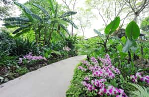 Immagine nº 3 di Singapore: biglietti d'ingresso al giardino nazionale delle orchidee attività a Singapore, caricata dal fornitore