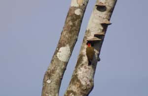 Bild Nr. 4 von Von Leticia: Amazonas-Dschungel-Trekking mit Besuch eines indigenen Dorfes Aktivität in Leticia, hochgeladen vom Anbieter