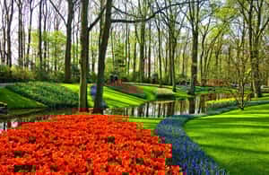 image n.3 of Amsterdam: Keukenhof Gardens Private Sightseeing Tour activity in Lisse, uploaded by supplier
