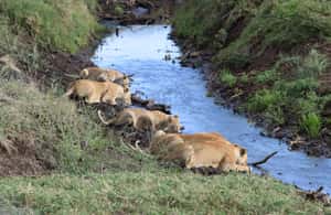 Image N°3 de Arusha : Safari en camping de plusieurs jours au Serengeti et au Ngorongoro activité à Région d'Arusha, publiée par le prestataire