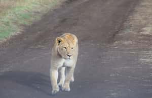 Image N°4 de Arusha : Safari en camping de plusieurs jours au Serengeti et au Ngorongoro activité à Région d'Arusha, publiée par le prestataire