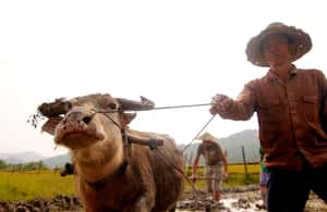 image n.3 of Luang Prabang: Rice Farm and Kuang Si Waterfall Tour activity in Luang Prabang, uploaded by supplier