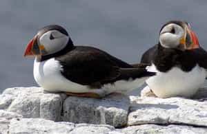 image n.3 of Seahouses: Inner Farne National Trust Bird Sanctuary Tour activity in Northumberland, uploaded by supplier