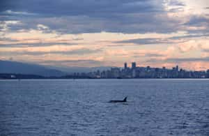 image n.3 of Vancouver: Covered Whale Watching Adventure with Free Photos activity in Vancouver, uploaded by supplier