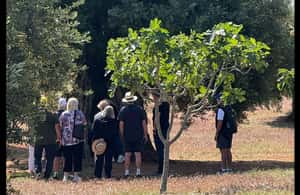 image n.4 of Ostuni: Farm tour among thousand-year-old olive trees with oil tasting activity in Ostuni, uploaded by supplier