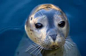 image n.3 of Le Grau-du-Roi: Seaquarium Skip-the-Line Entrance Ticket activity in Le Grau-du-Roi, uploaded by supplier