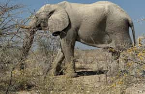 afbeelding n.3 van Vanuit Windhoek: 3-daagse Etosha met verblijf in een lodge activiteit in Okaukuejo, geüpload door aanbieder
