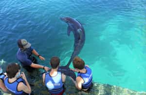 image n.3 of Saint Thomas: Swim with Dolphins at Coral World Ocean Park activity in Smith Bay, St Thomas, uploaded by supplier