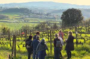Bild Nr. 4 von Bio-Wein- und Lebensmittelverkostung in der historischen Fattoria Majnoni Aktivität in San Gimignano, hochgeladen vom Anbieter