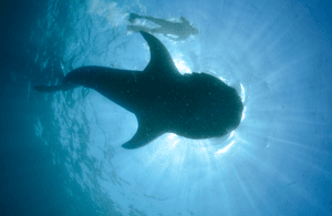 image n.3 of Cancún: Swim with Whale Sharks & Playa Norte Beach activity in Quintana Roo, uploaded by supplier