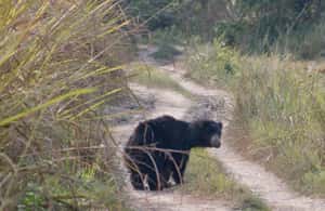 image n.3 of From Kathmandu/Pokhara: 3 Day All-Inclusive Chitwan Safari activity in Pashchimanchal, Western Region, uploaded by supplier