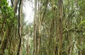 image n.4 of Best Kilimanjaro Day Hike With Car Shira Plateau experience activity in Arusha (Region), uploaded by supplier
