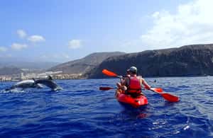 image n.3 of Tenerife: Kayak and Snorkel with Turtles with Free Videos activity in Los Cristianos, uploaded by supplier