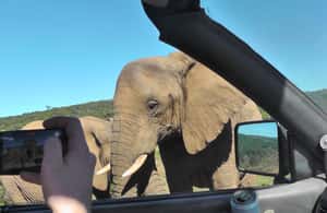 image n.4 of Port Elizabeth:2-Day Schotia Safaris & Addo Wildlife Reserve activity in Eastern Cape, uploaded by supplier